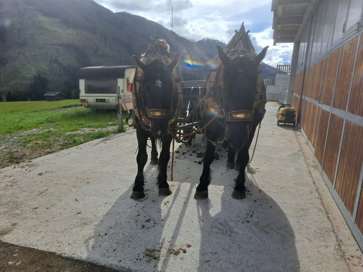 Noriker Valack 4 år 162 cm in Obertilliach