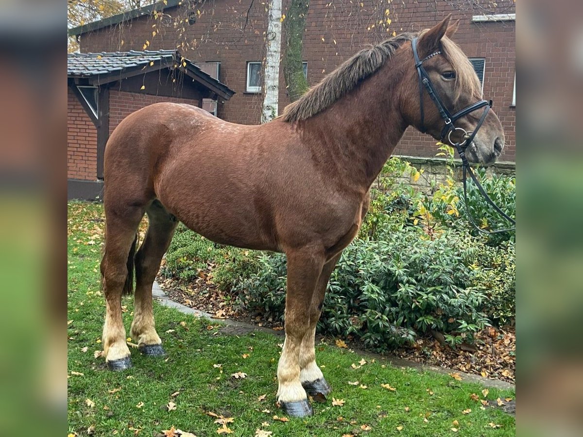 Noriker Wałach 4 lat 155 cm Kasztanowata in Hopsten