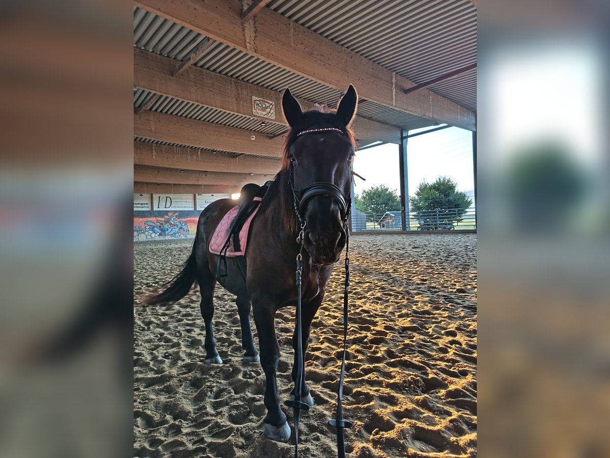 Noriker Wałach 4 lat 165 cm Kara in Hard