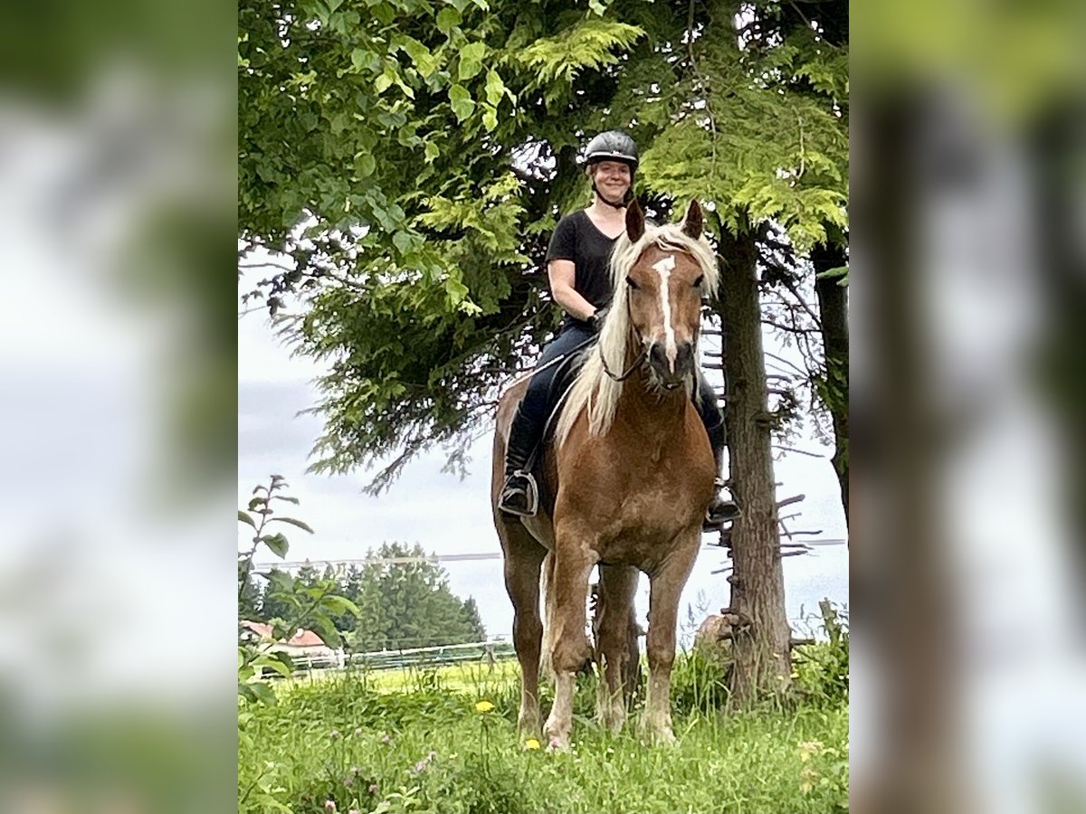 Noriker Wałach 5 lat 163 cm Kasztanowata in Pelmberg