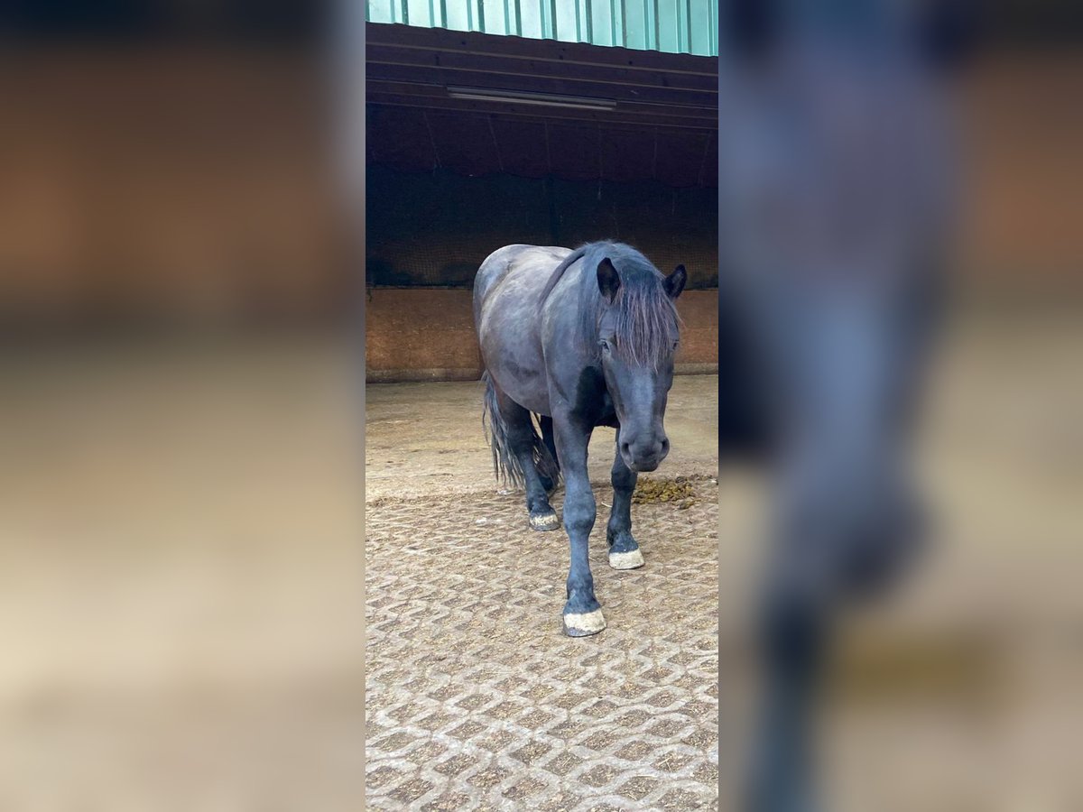 Noriker Wałach 5 lat 175 cm Kara in Markt Indersdorf