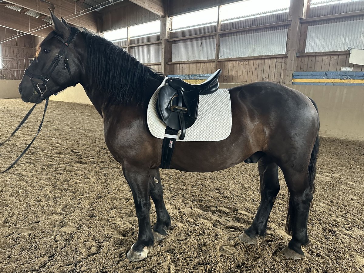 Noriker Wałach 4 lat 157 cm Kara in Weilheim