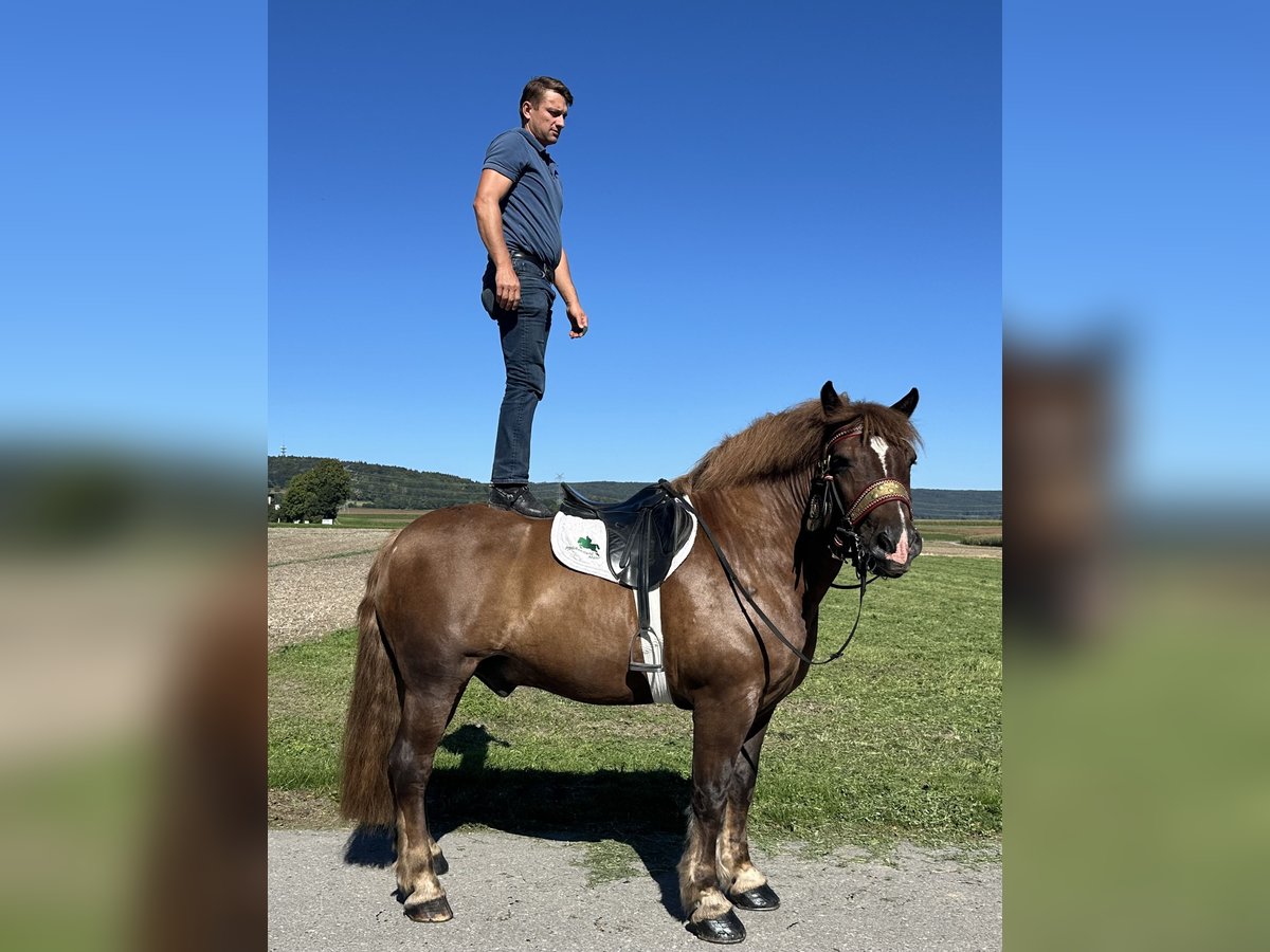 Noriker Wallach 10 Jahre 160 cm Dunkelfuchs in Riedlingen