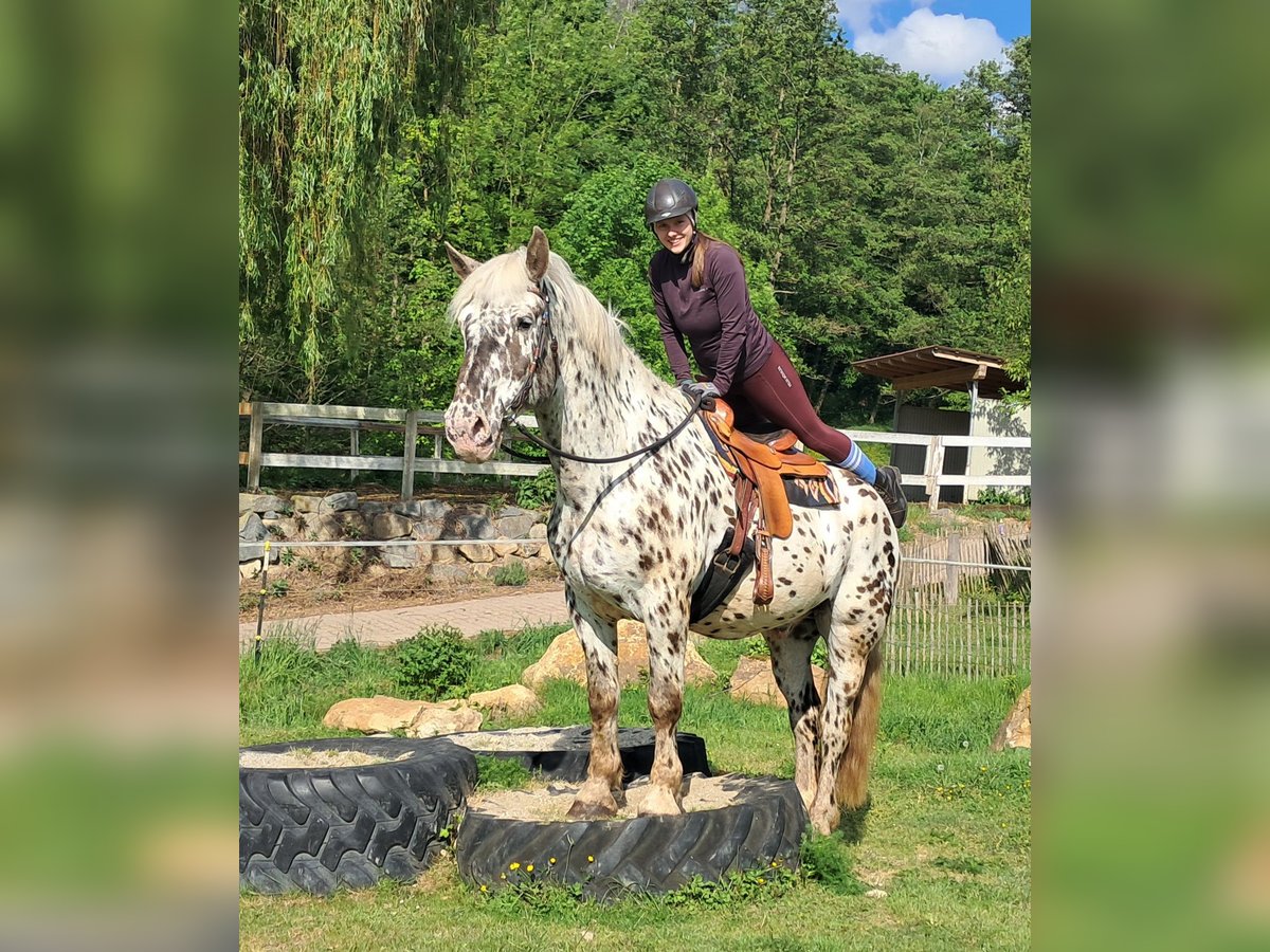 Noriker, Wallach in Bayerbach