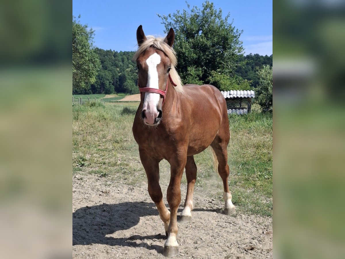 Noriker Wallach 1 Jahr 156 cm in Ptuj