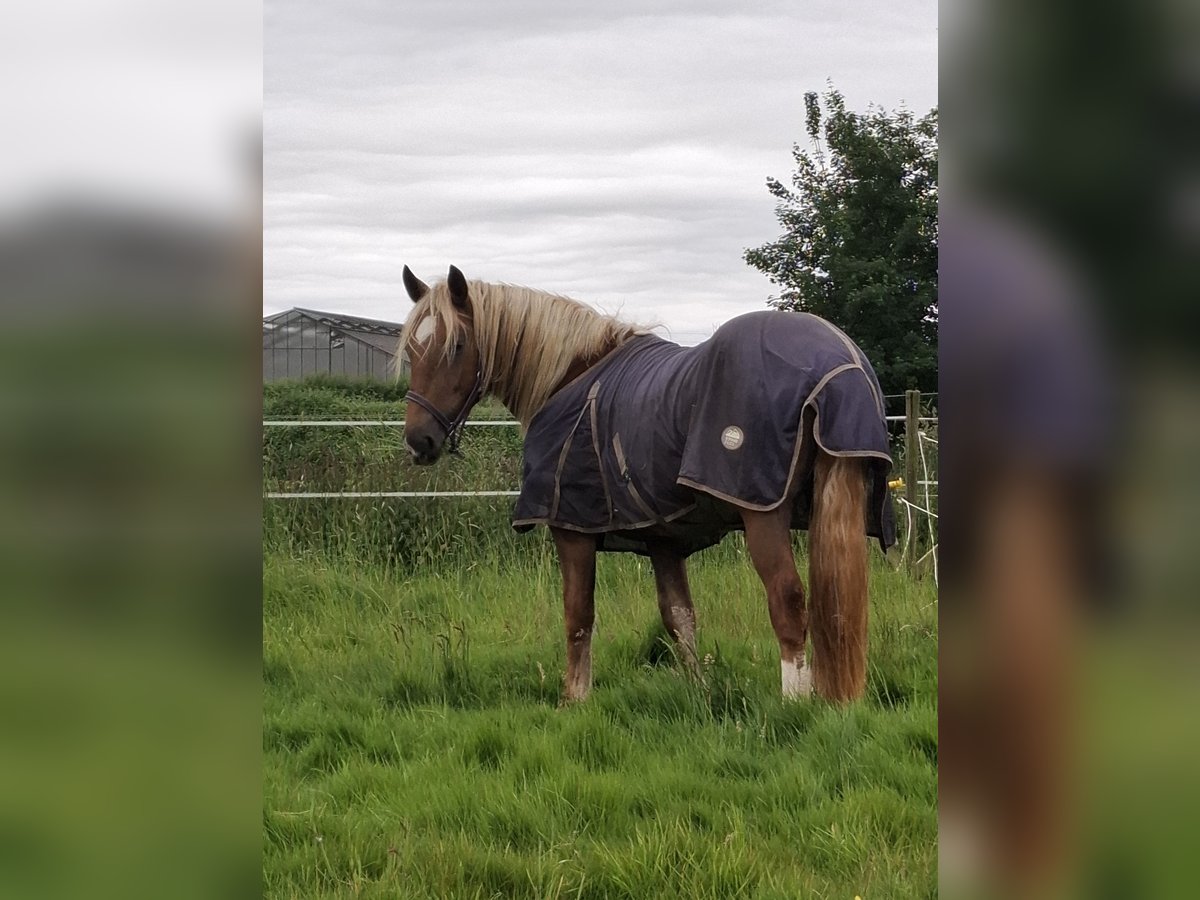 Noriker Wallach 2 Jahre 155 cm Dunkelfuchs in Goch