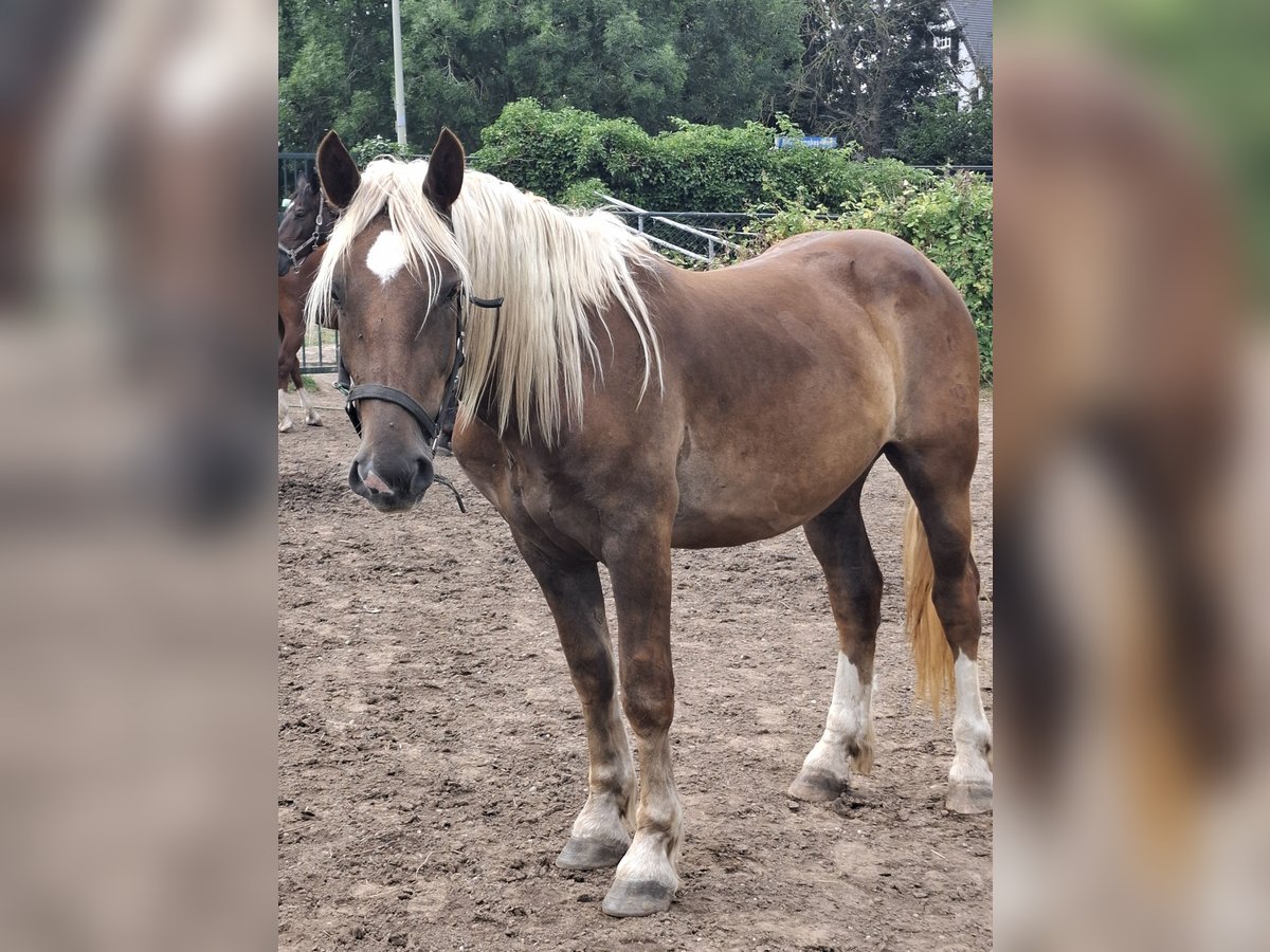 Noriker Wallach 2 Jahre 155 cm Dunkelfuchs in Goch