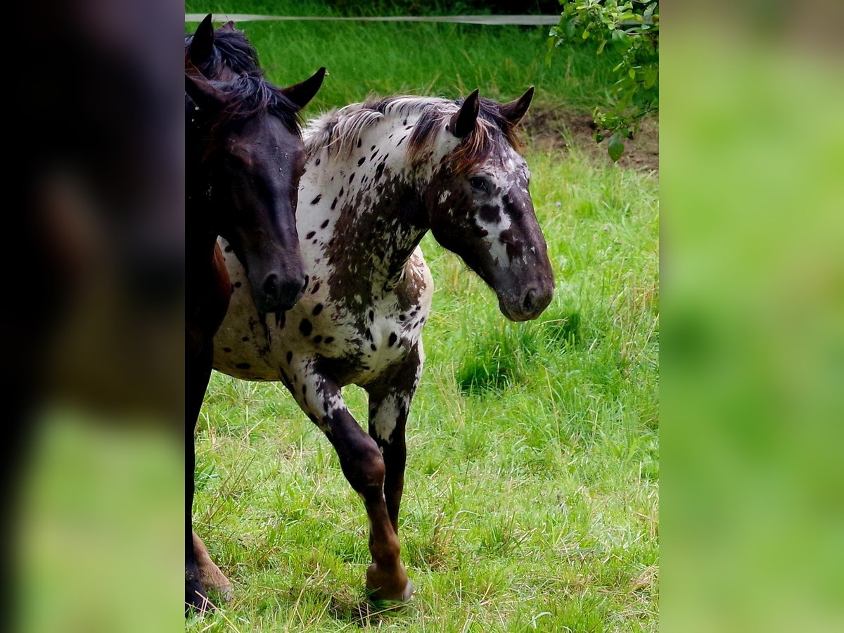 Noriker Wallach 2 Jahre 164 cm Tigerschecke in Küßnach