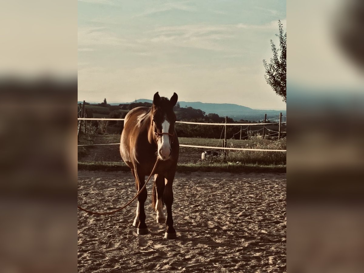 Noriker Wallach 3 Jahre 160 cm Brauner in Haigerloch