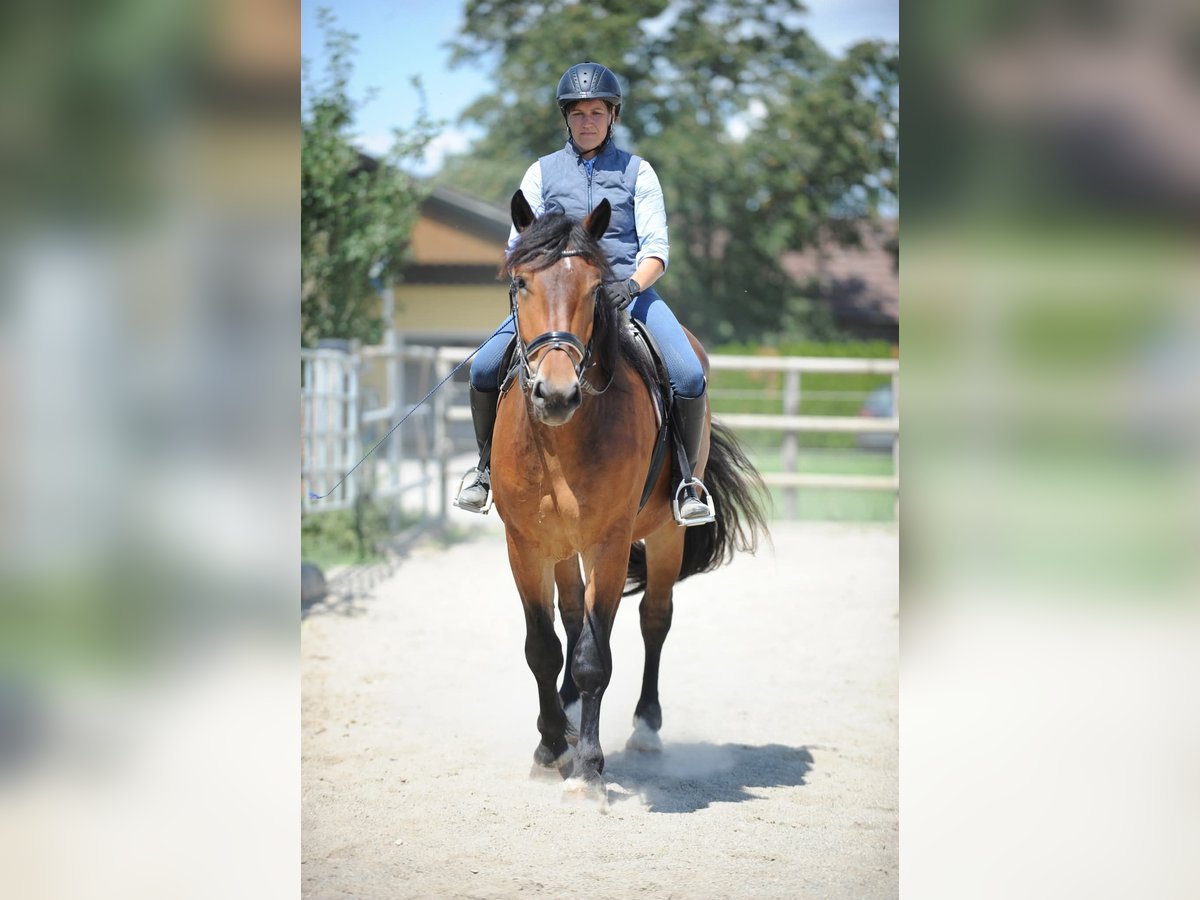Noriker Wallach 3 Jahre 167 cm Brauner in St Kanzian