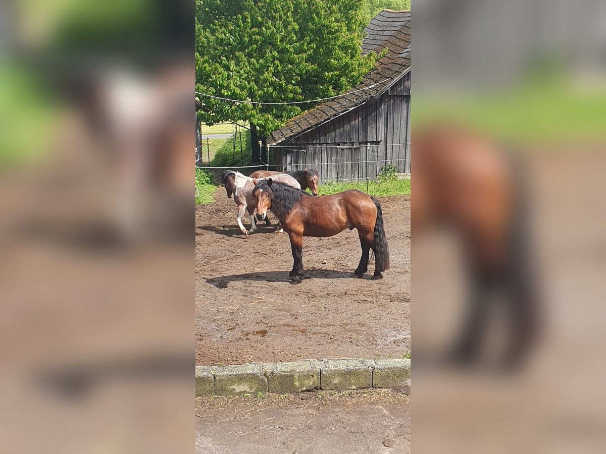 Noriker Wallach 4 Jahre 157 cm Hellbrauner in Vitis