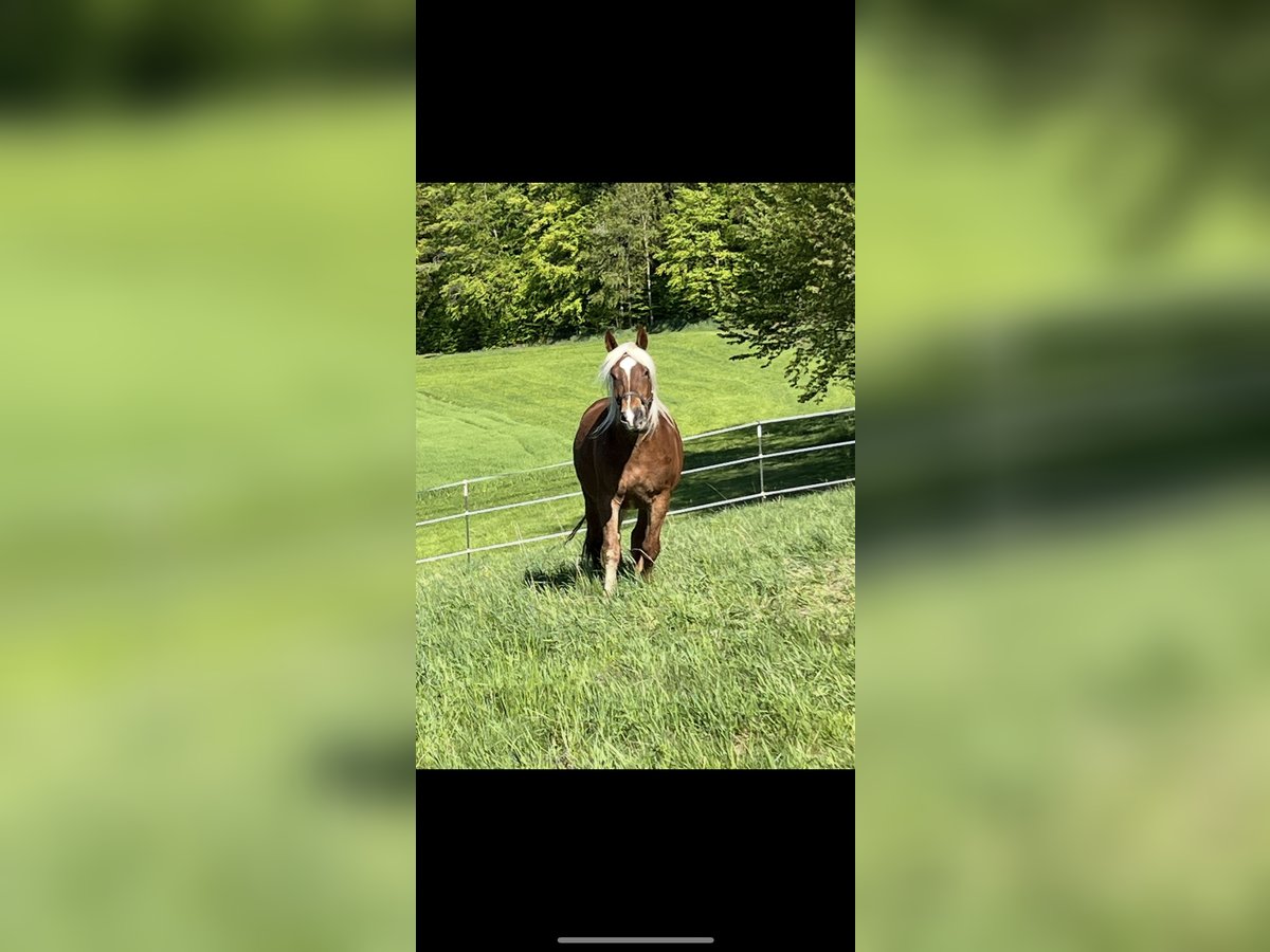 Noriker Wallach 4 Jahre 165 cm Dunkelfuchs in Waldkirchen