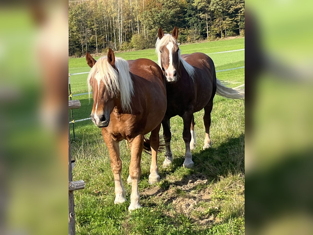 Noriker Wallach 4 Jahre 165 cm Dunkelfuchs in Waldkirchen
