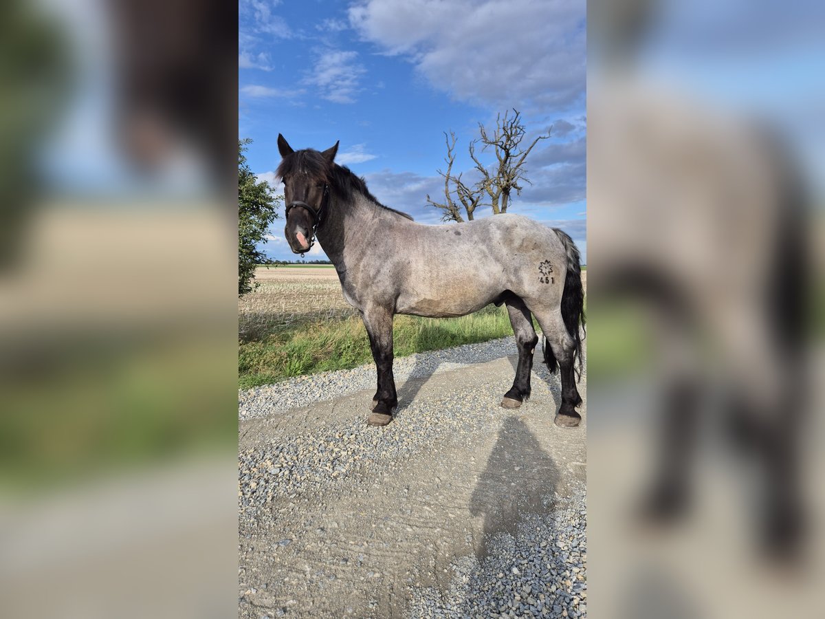 Noriker Wallach 4 Jahre 172 cm Blauschimmel in K&#xF6;then