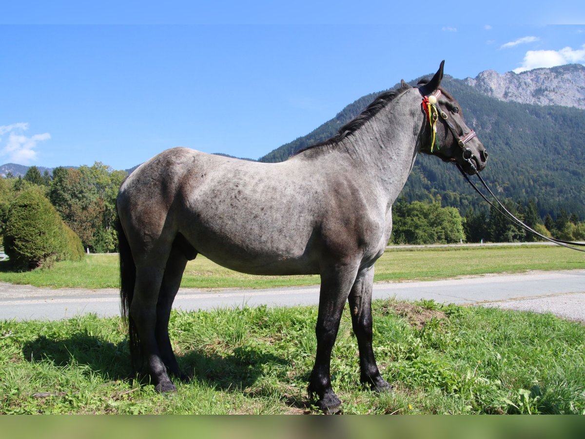 Noriker Wallach 5 Jahre 163 cm Blauschimmel in N&#xF6;tsch