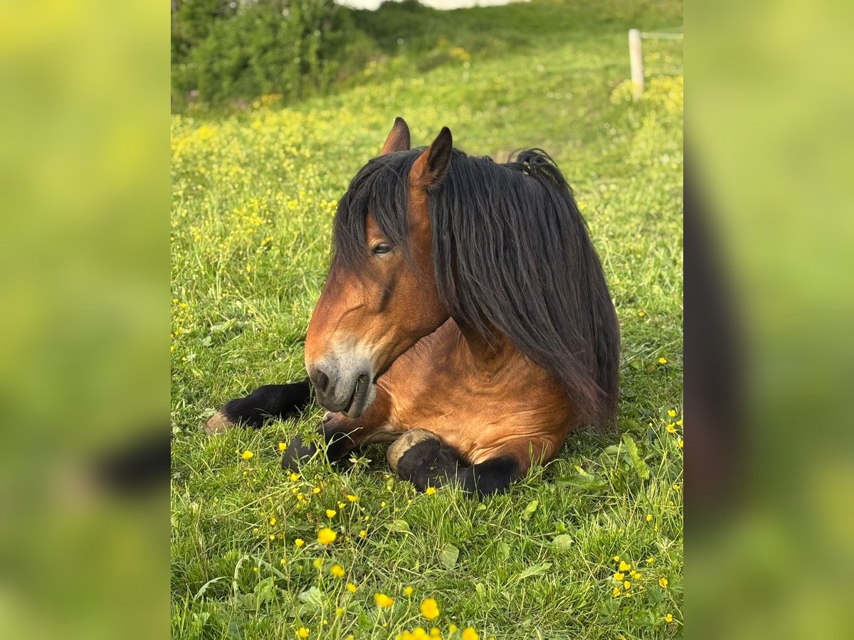 Noriker Wallach 5 Jahre 163 cm Brauner in KemptenKempten