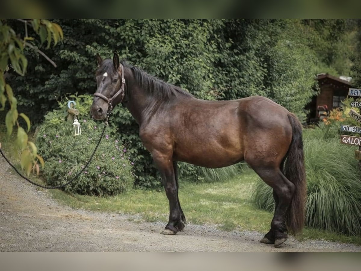 Noriker Wallach 5 Jahre 165 cm Rappe in Liebensdorf