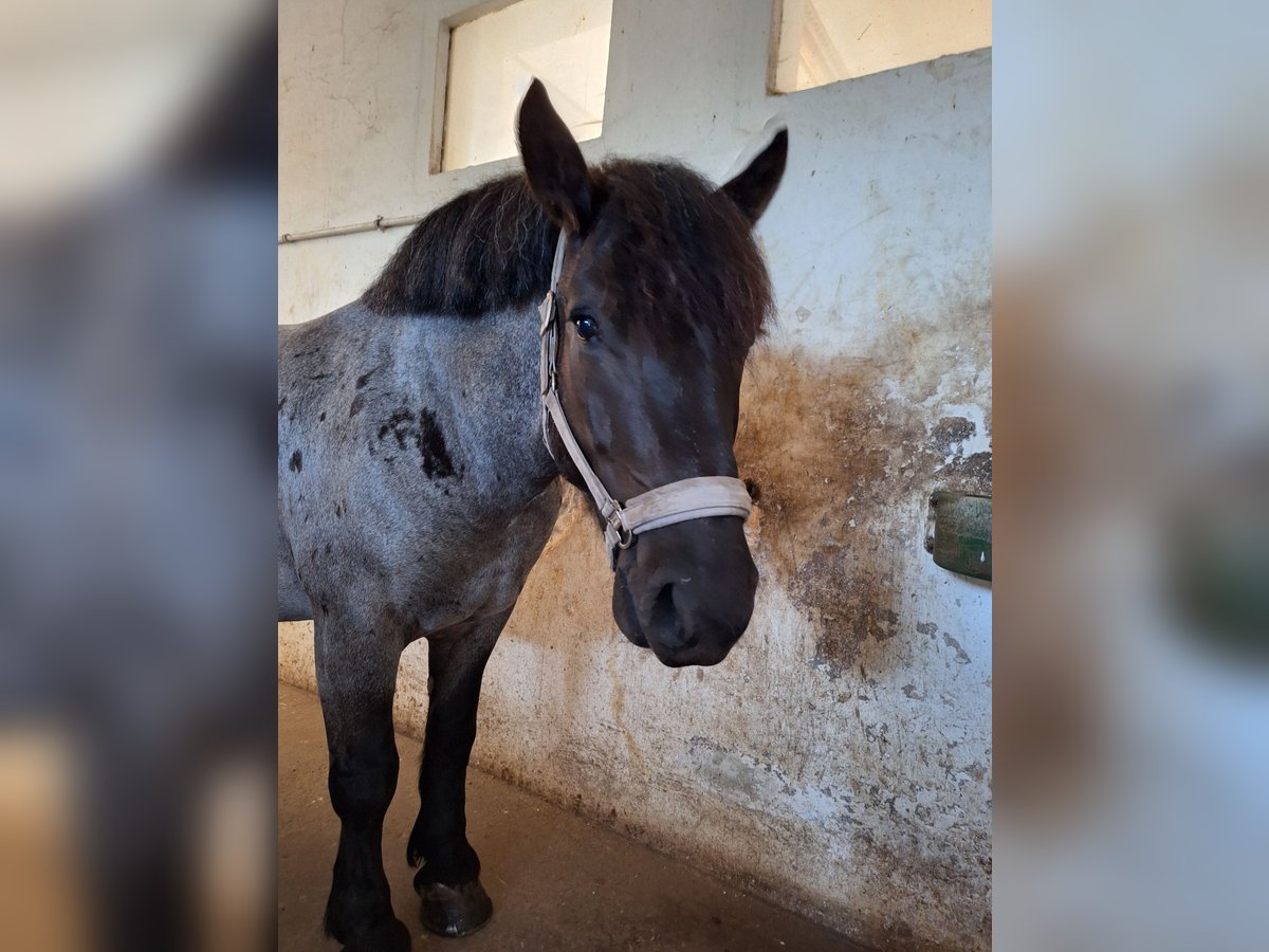 Noriker Mix Wallach 6 Jahre 156 cm Roan-Blue in Leubnitz