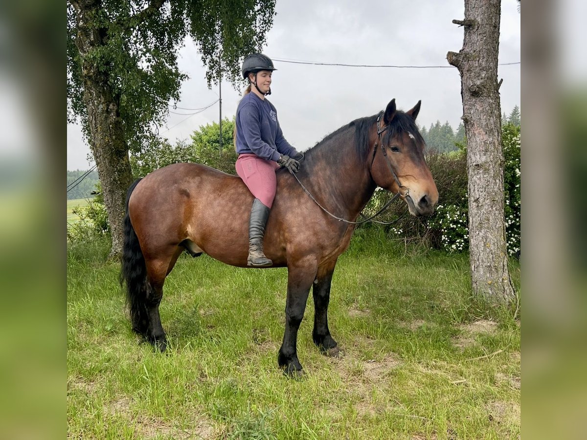 Noriker Wallach 6 Jahre 160 cm Brauner in Pelmberg