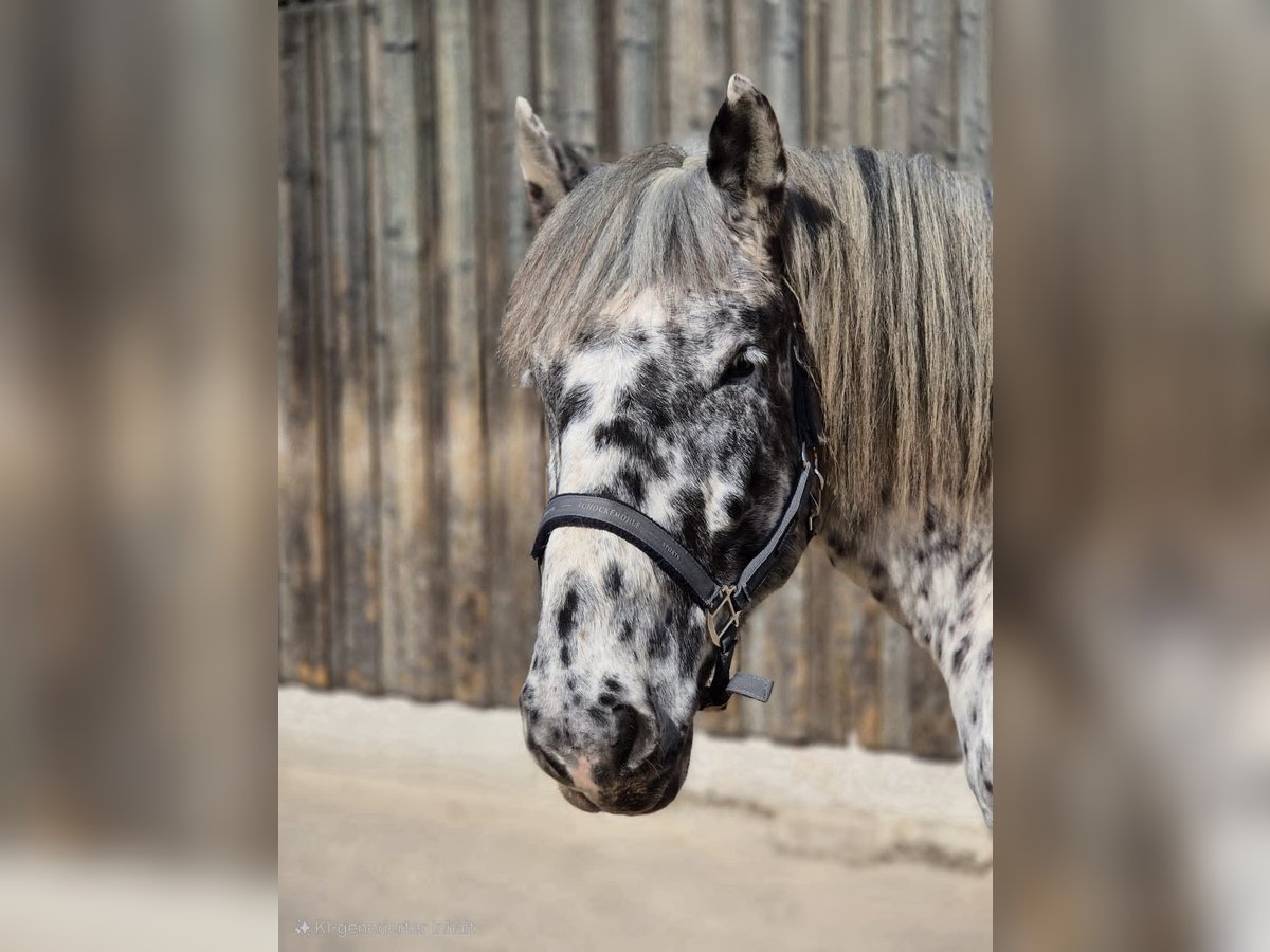 Noriker Wallach 6 Jahre 162 cm Tigerschecke in B&#xF6;nnigheim