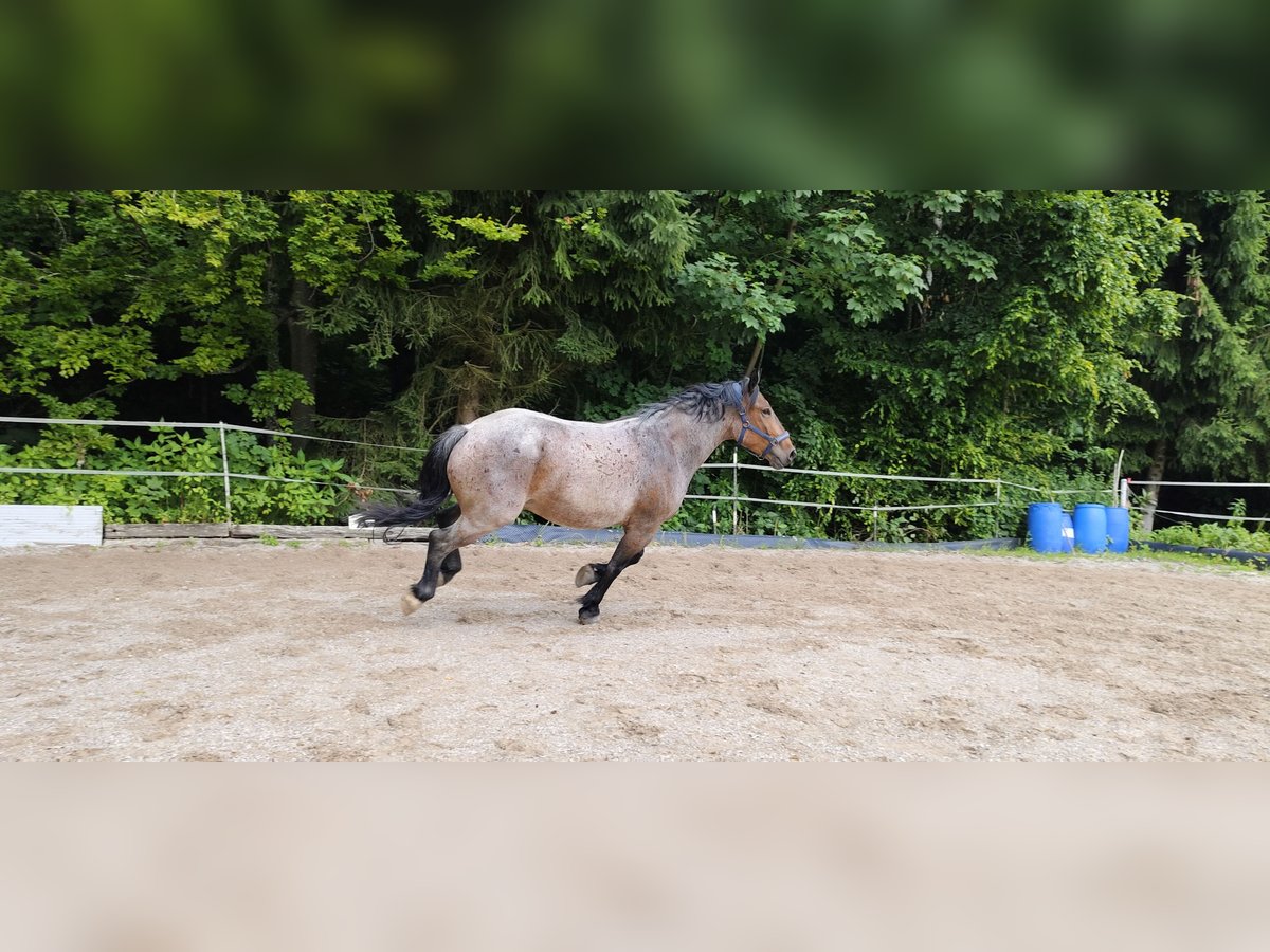 Noriker Mix Wallach 6 Jahre 168 cm Braunfalbschimmel in Lederau