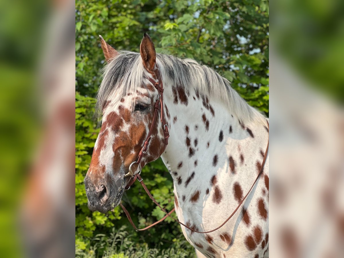 Noriker Wallach 6 Jahre 168 cm Tigerschecke in Waldkirchen an der Thaya