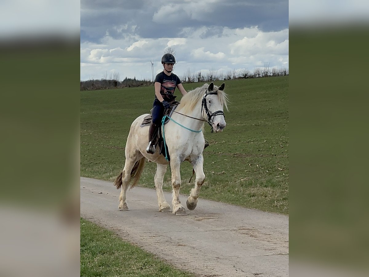 Noriker Wallach 6 Jahre 170 cm Schimmel in Olmscheid