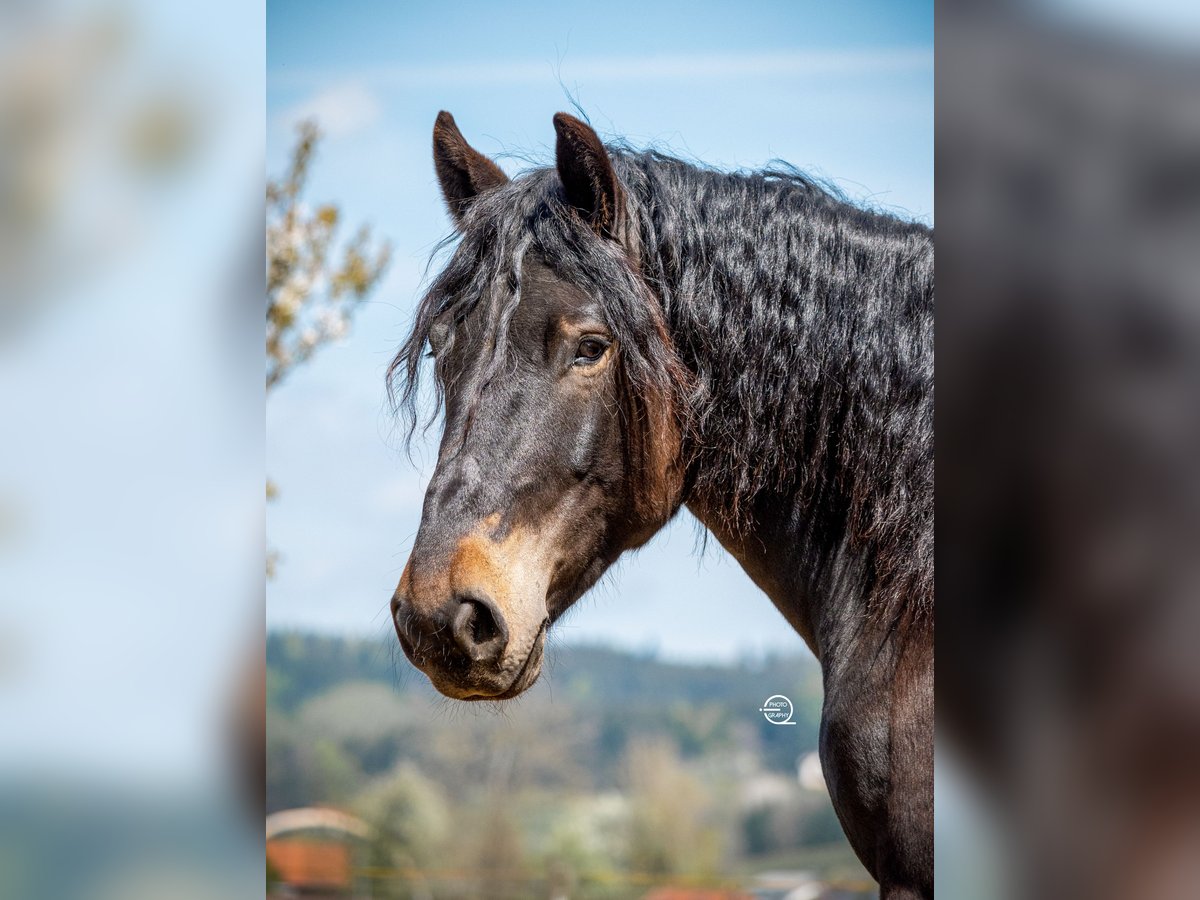 Noriker Wallach 7 Jahre 167 cm Brauner in Laxenburg