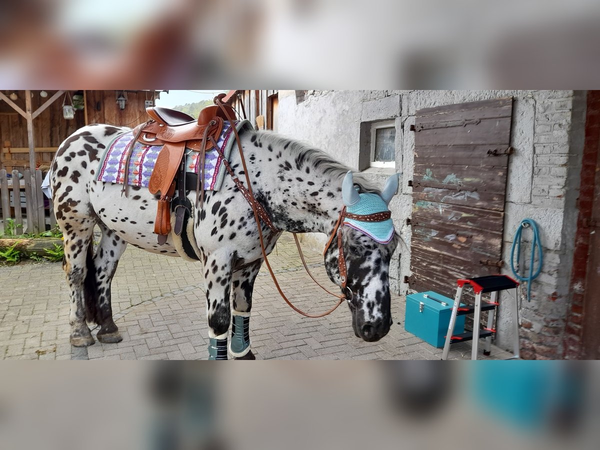 Noriker Wallach 8 Jahre 158 cm Tigerschecke in Dautphetal