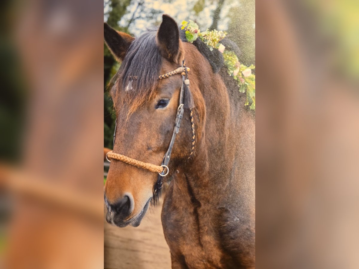 Noriker Wallach 8 Jahre 165 cm Brauner in Geilenkirchen
