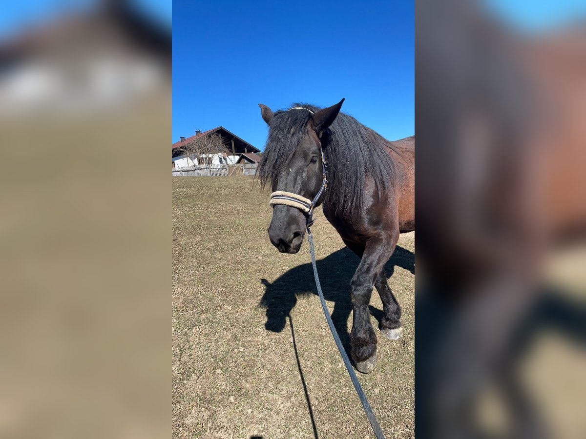 Noriker Wallach 8 Jahre 174 cm Rappe in Trabenig