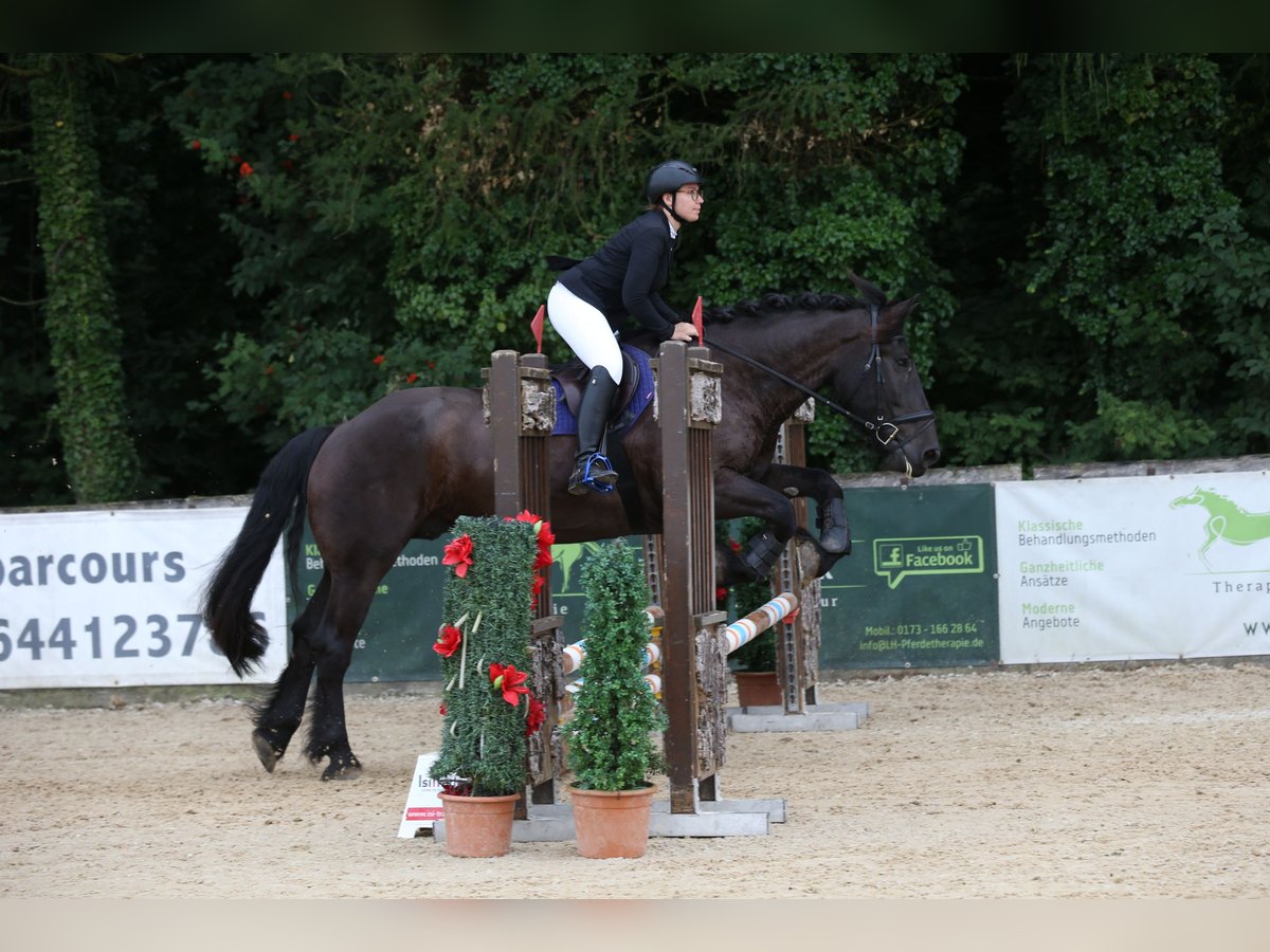 Noriker Wallach 9 Jahre 176 cm Rappe in Weyarn