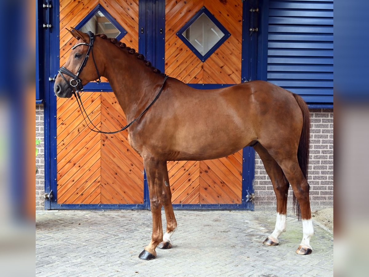 NRPS Castrone 10 Anni 173 cm Sauro in Lochem