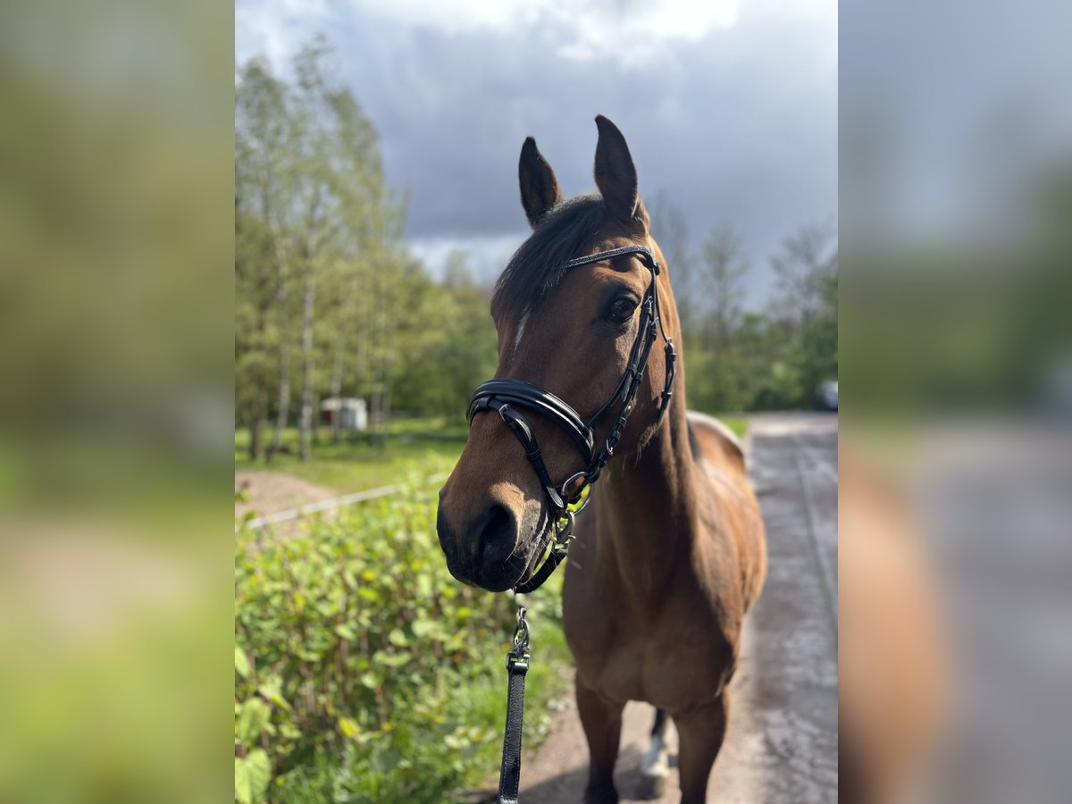 NRPS Castrone 12 Anni 148 cm Baio in Saarbrücken