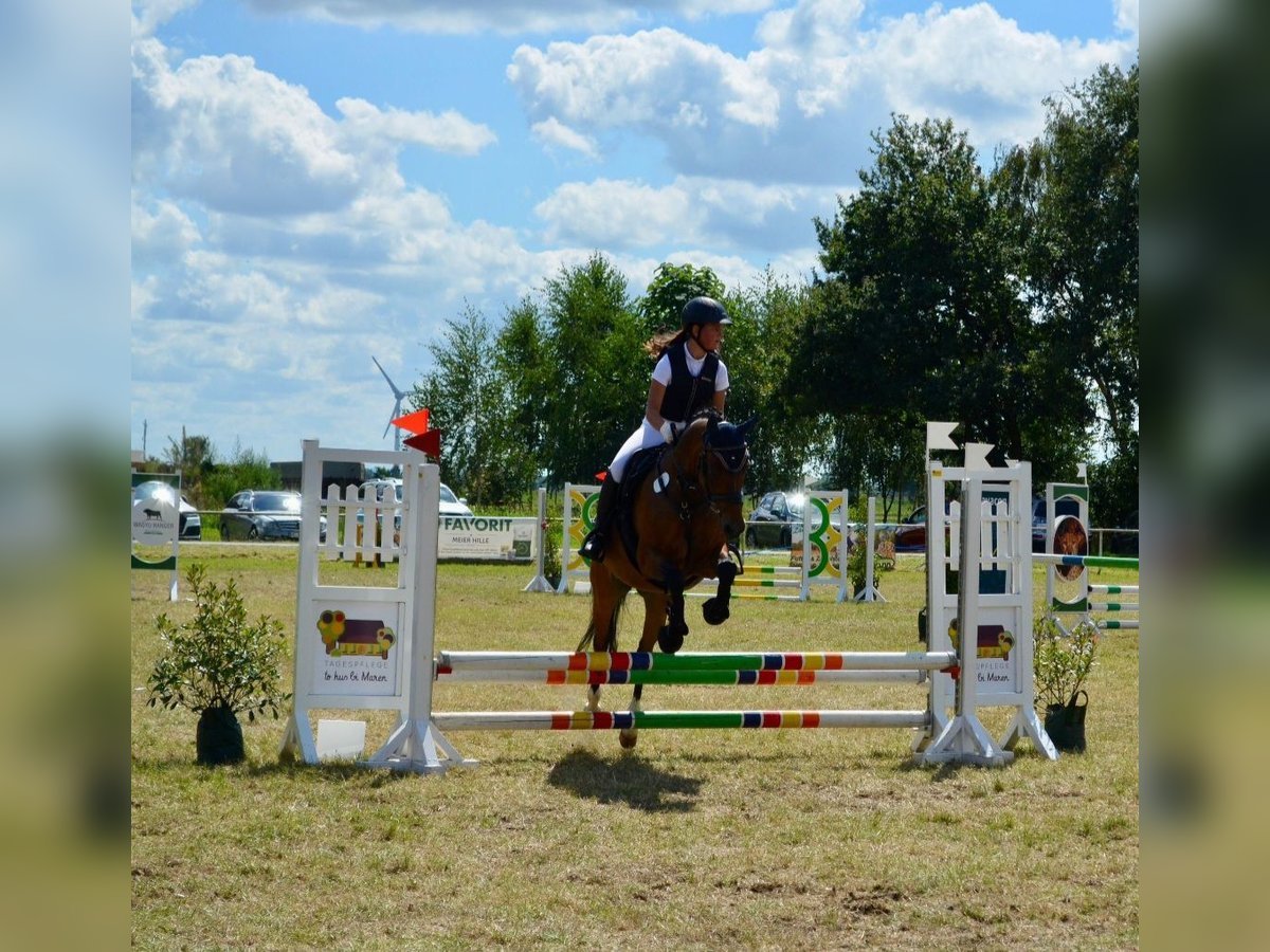 NRPS Castrone 17 Anni 148 cm Baio in Ehrenburg