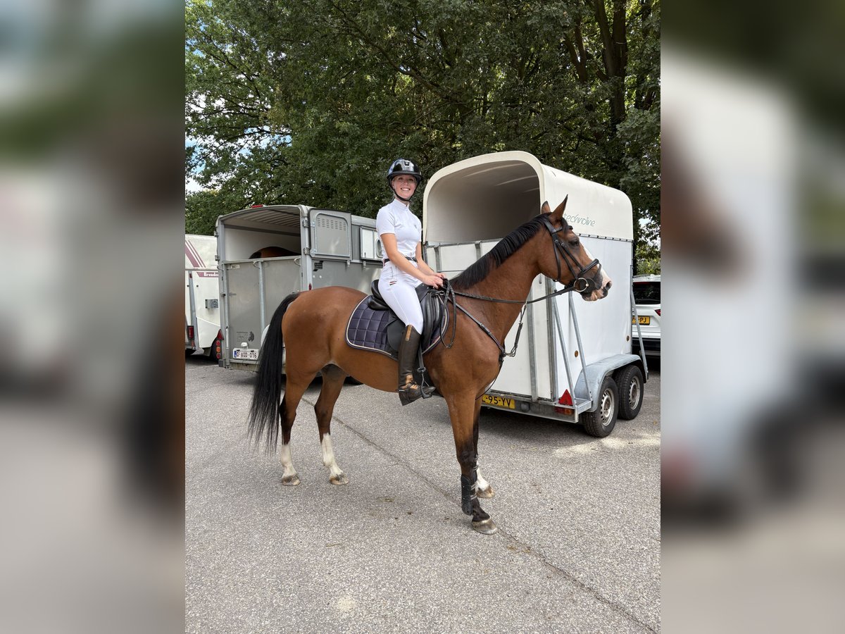 NRPS Mix Castrone 18 Anni 153 cm Baio in Oosterhout