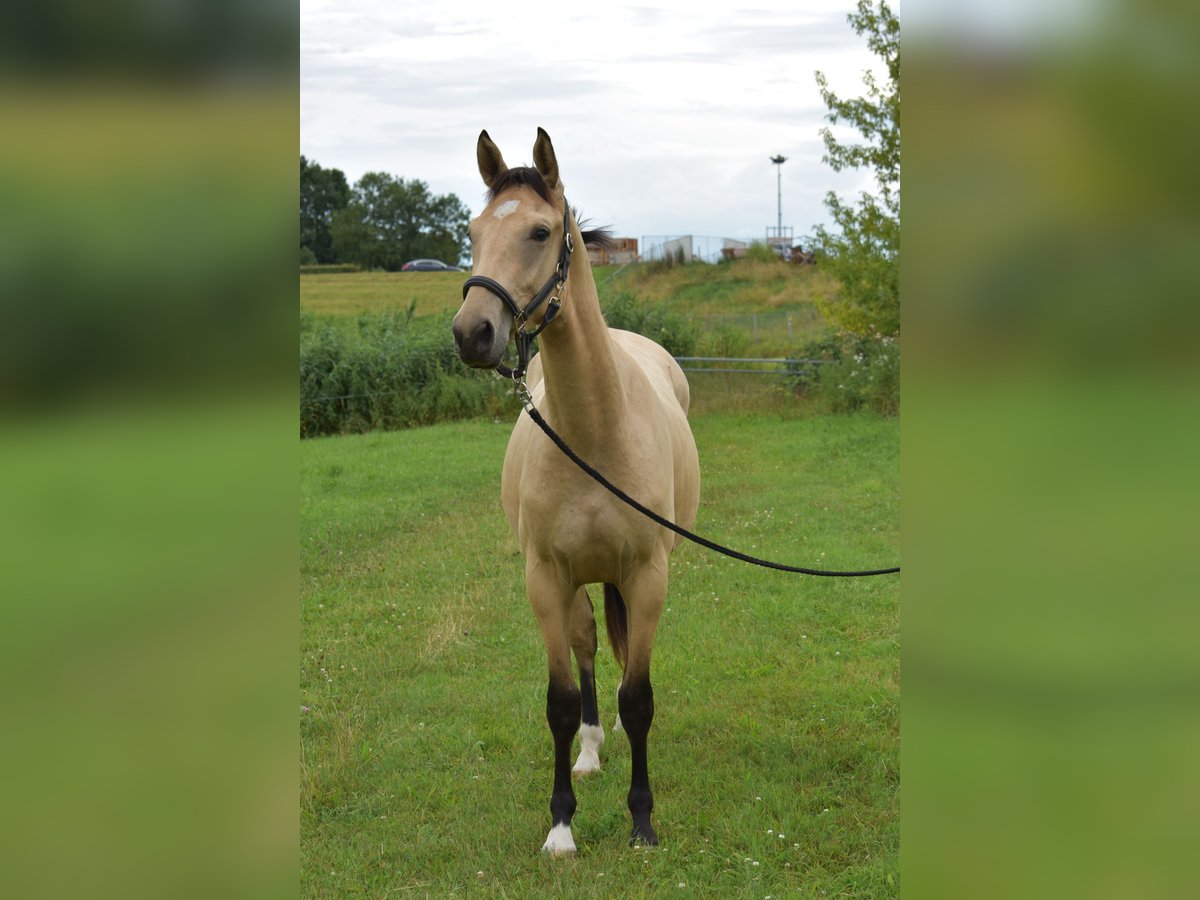 NRPS Castrone 2 Anni 157 cm in Apeldoorn