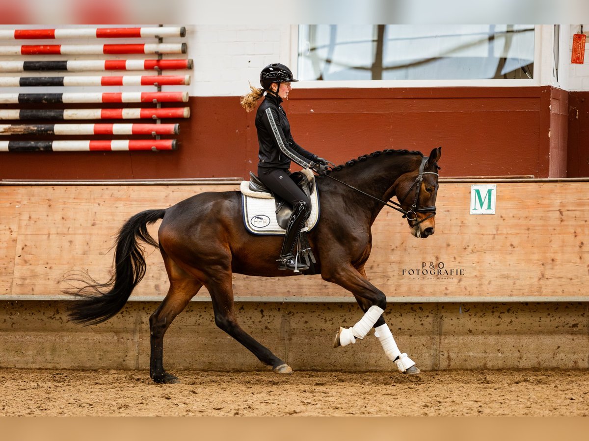 NRPS Castrone 4 Anni 167 cm Baio scuro in Marl