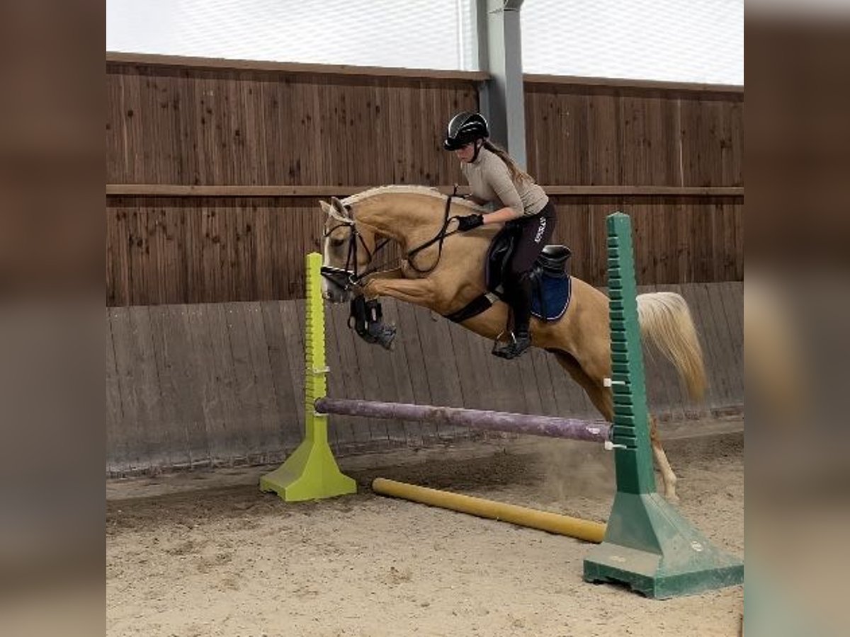 NRPS Castrone 5 Anni 148 cm Palomino in Bauschleiden
