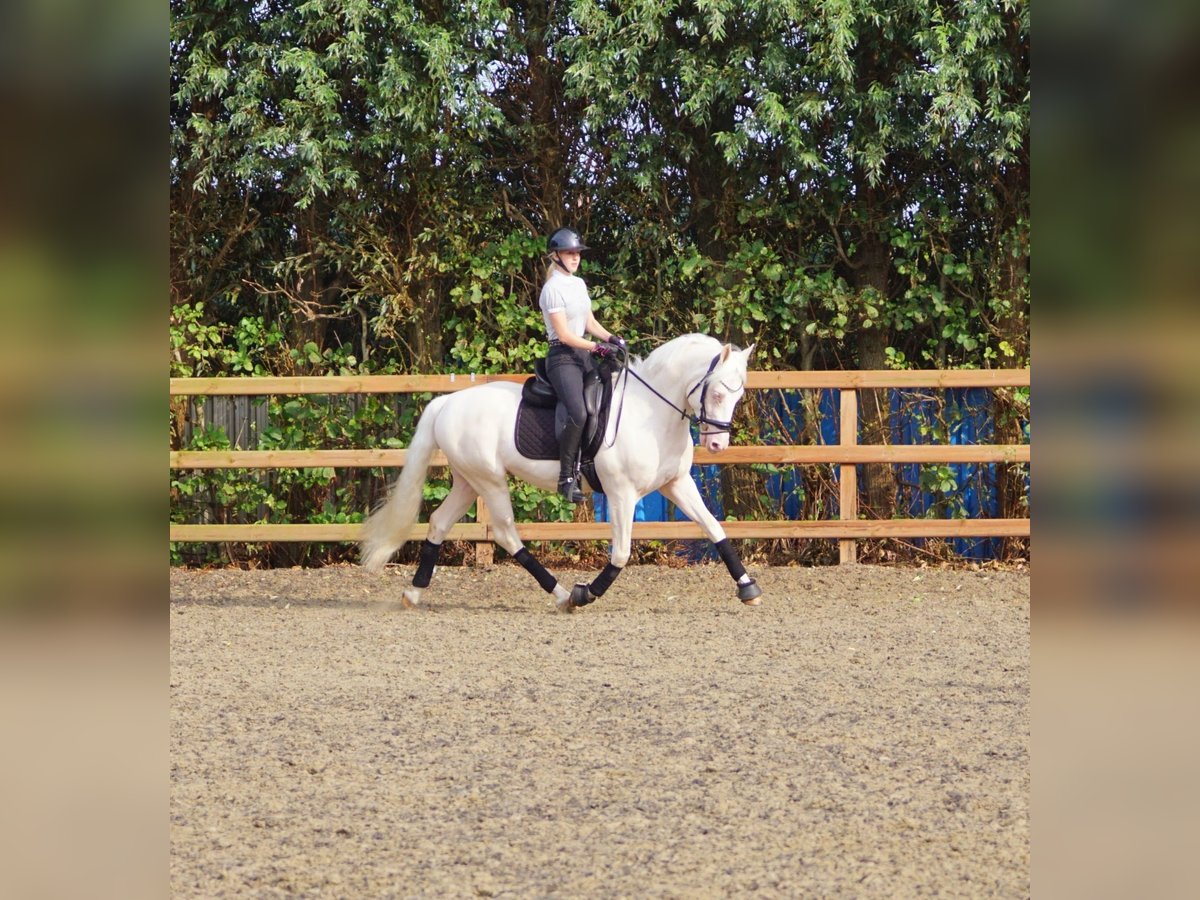 NRPS Castrone 5 Anni 154 cm Cremello in Hellouw