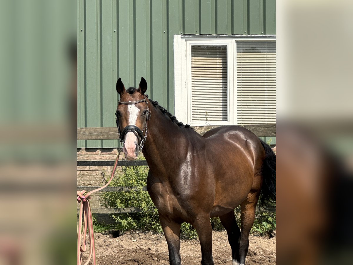 NRPS Castrone 5 Anni 160 cm Baio scuro in Barneveld