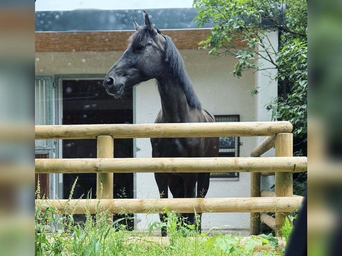 NRPS Castrone 6 Anni 165 cm Morello in Berschweiler