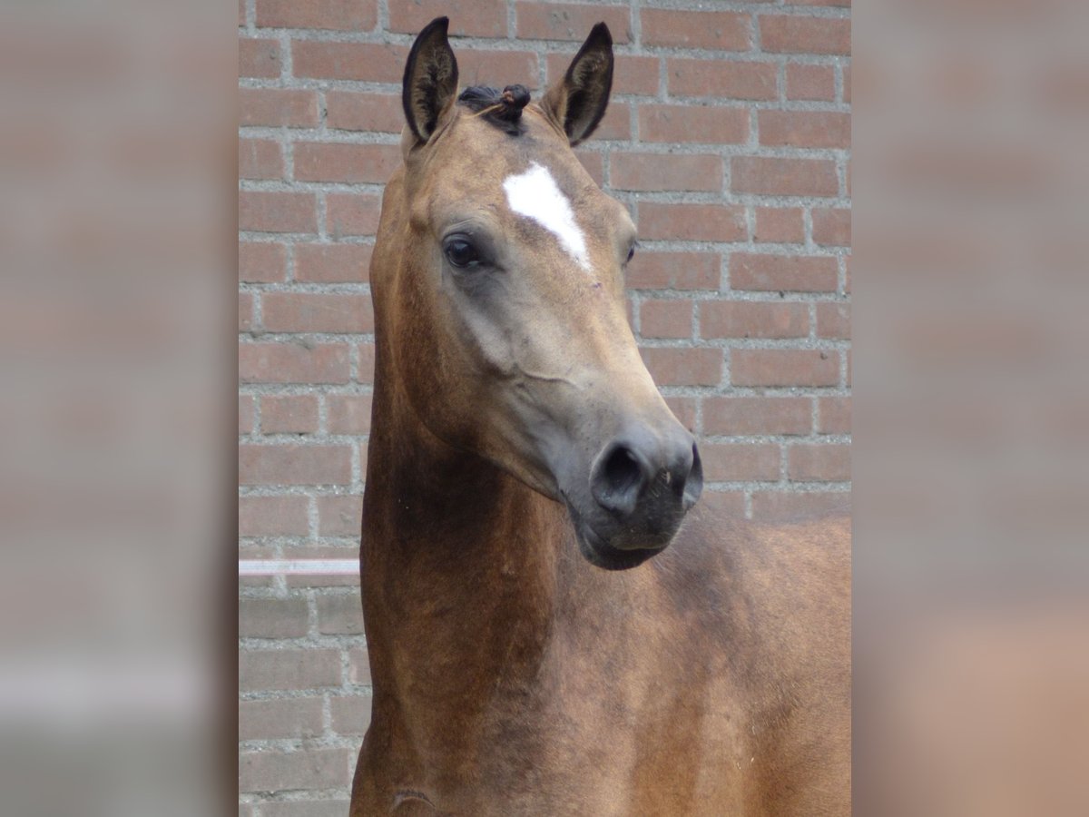 NRPS Étalon 2 Ans 145 cm Isabelle in Heeswijk-Dinther