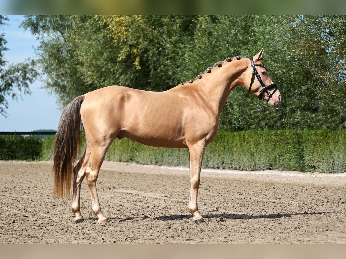 NRPS Étalon 3 Ans 146 cm Champagne in Oosterblokker