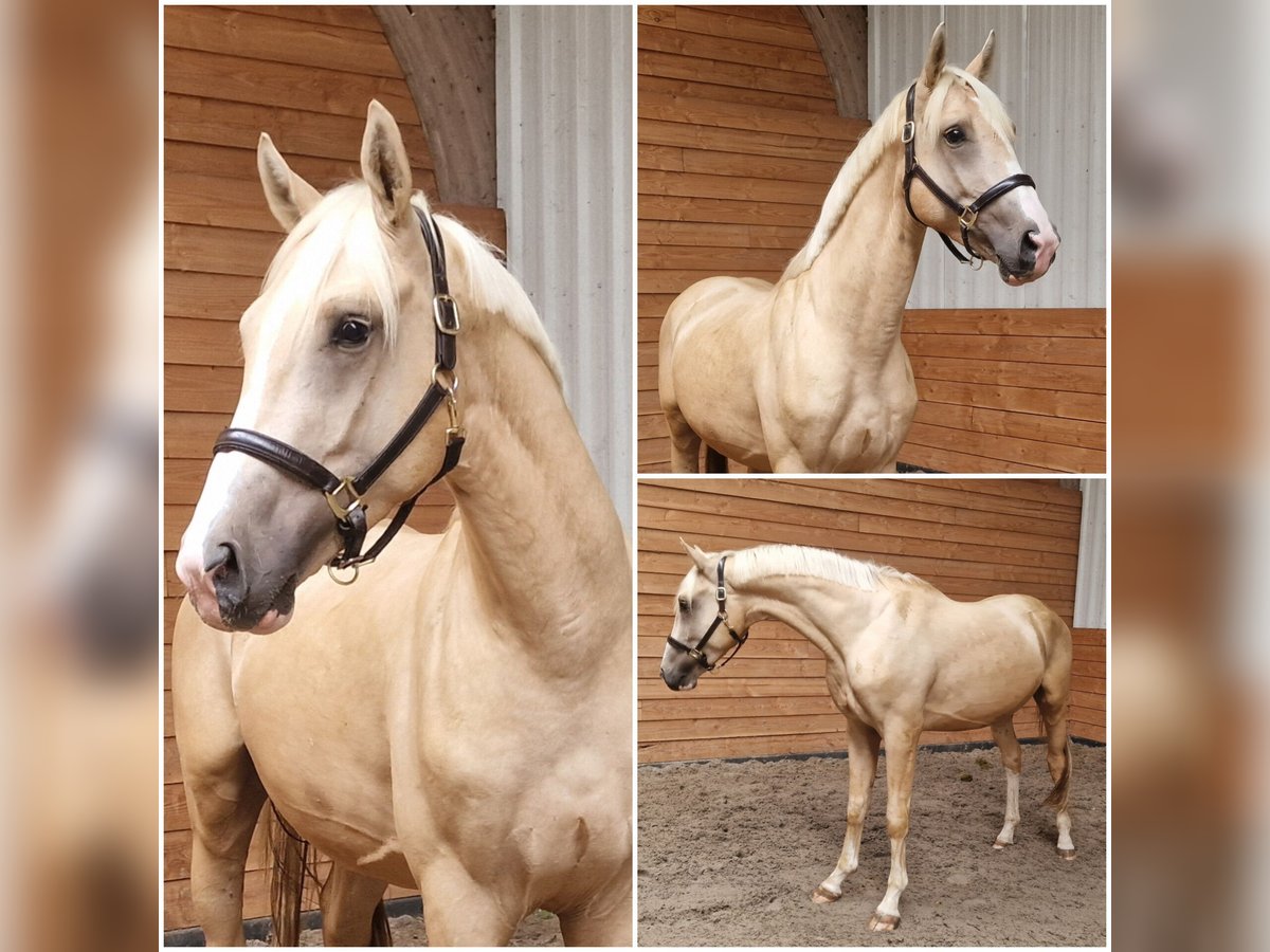 NRPS Étalon 3 Ans in Den Ham