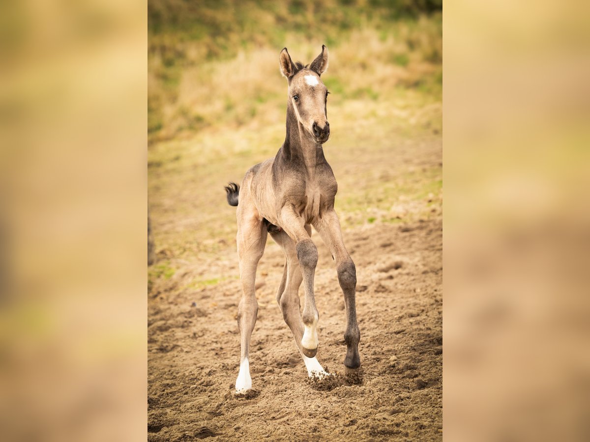 NRPS Étalon  166 cm Buckskin in Tholen