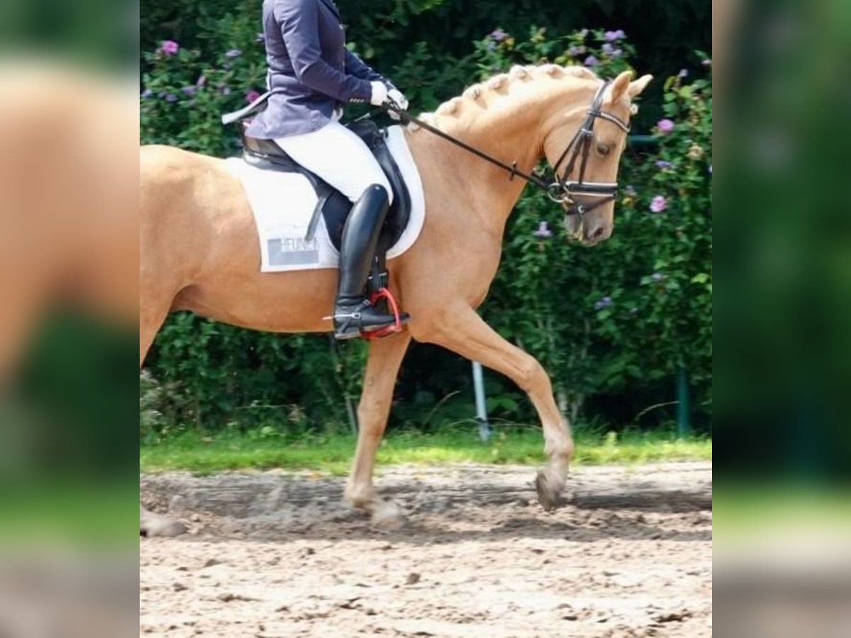 NRPS Gelding 10 years 14,2 hh Palomino in Puth