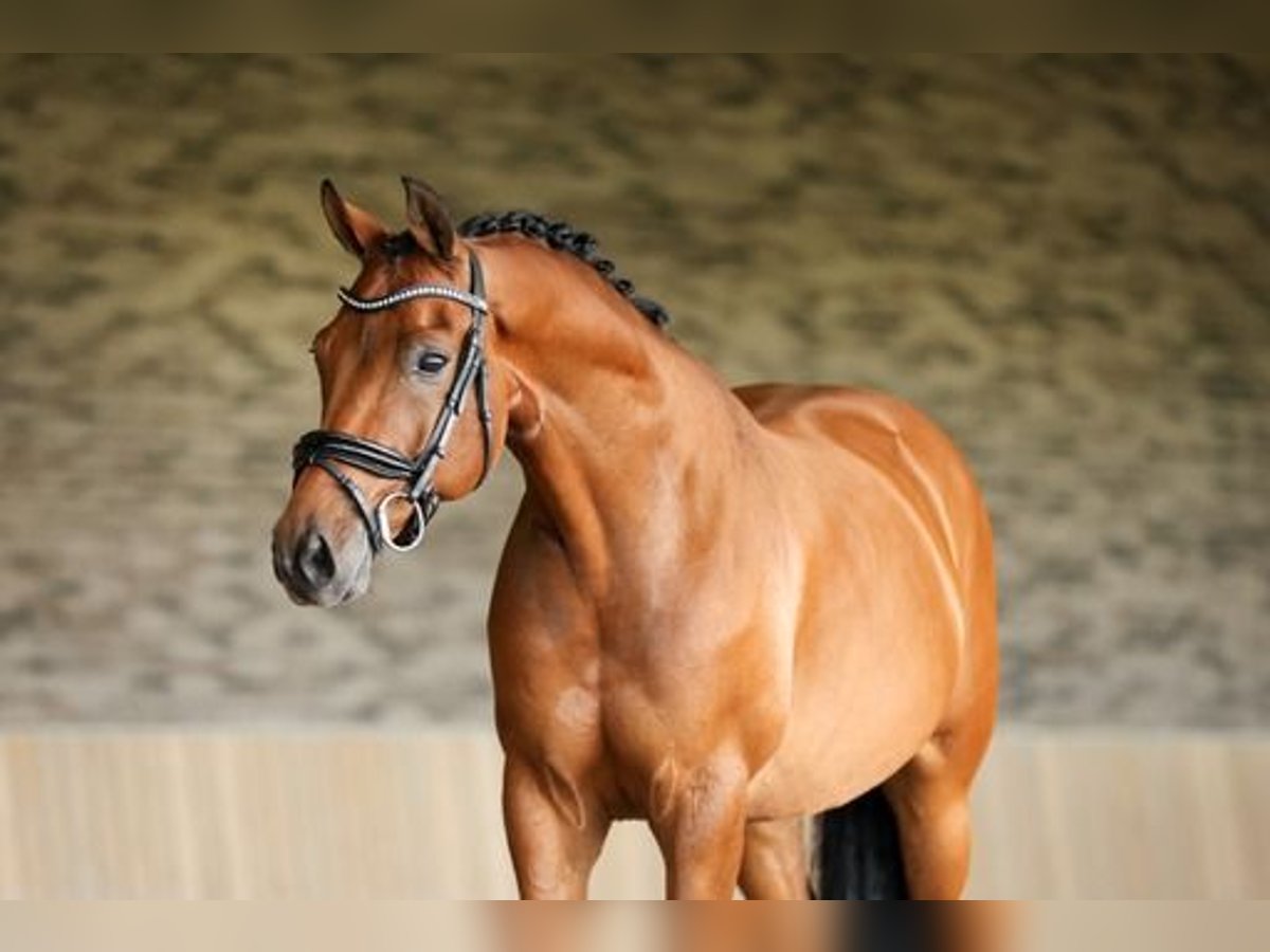 NRPS Gelding 10 years 15,1 hh Brown in Nieuwe Niedorp