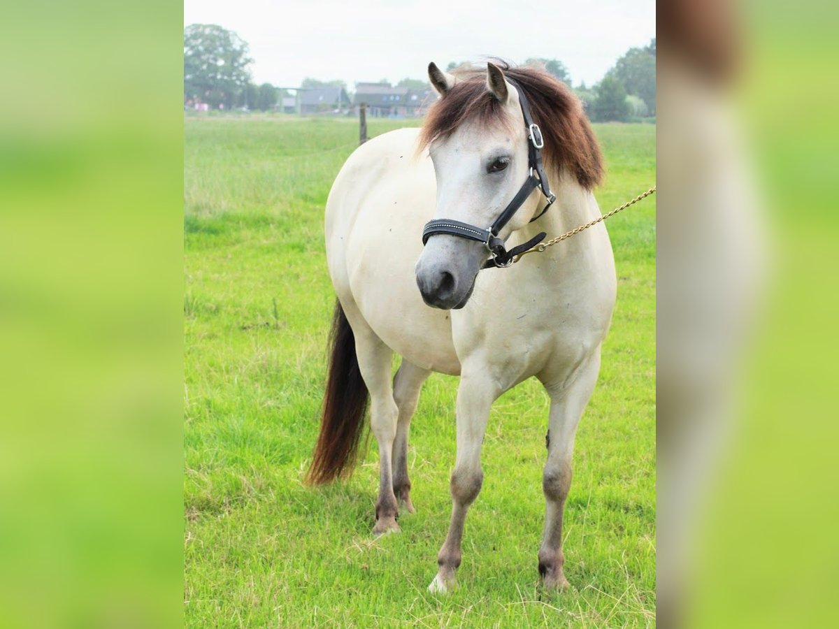 NRPS Gelding 11 years 12,2 hh in Epee