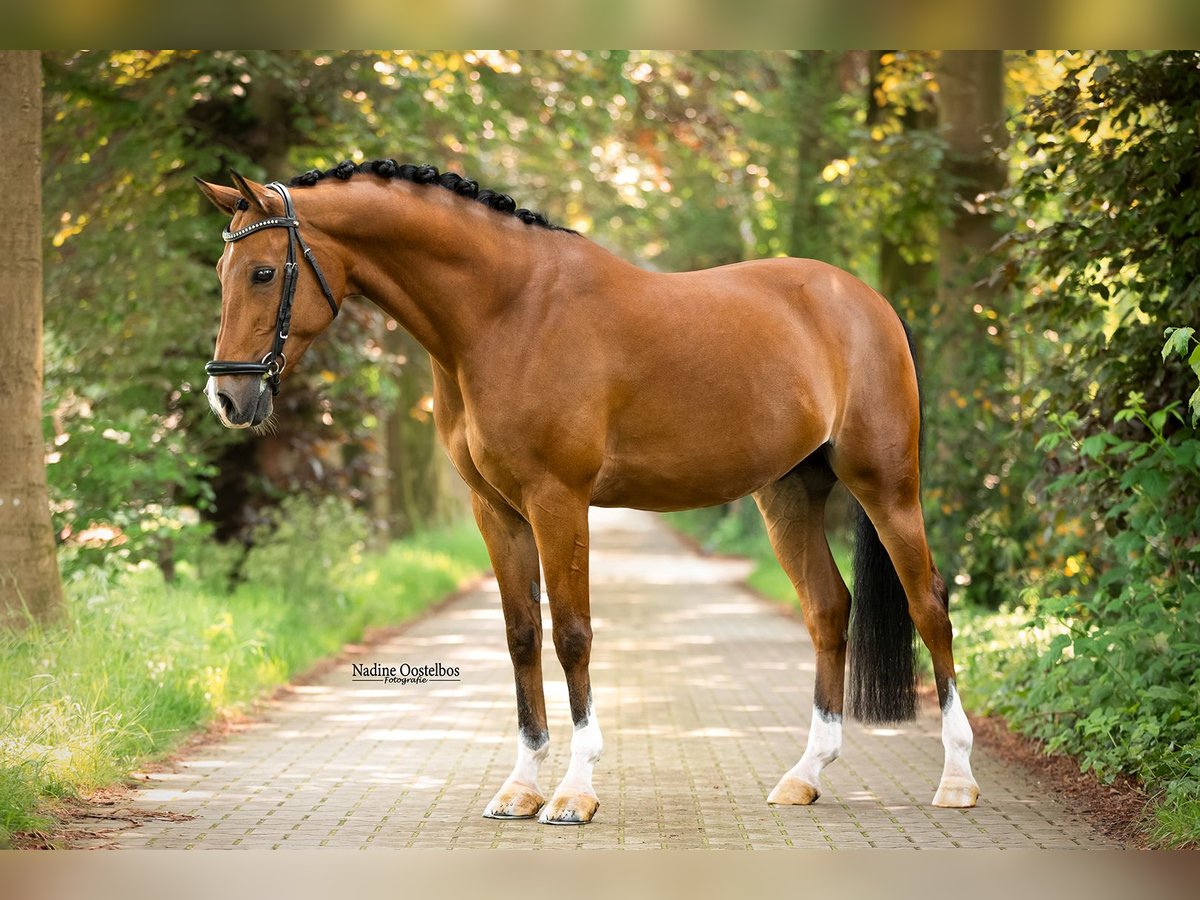 NRPS Gelding 11 years 14,2 hh Brown in Tilburg